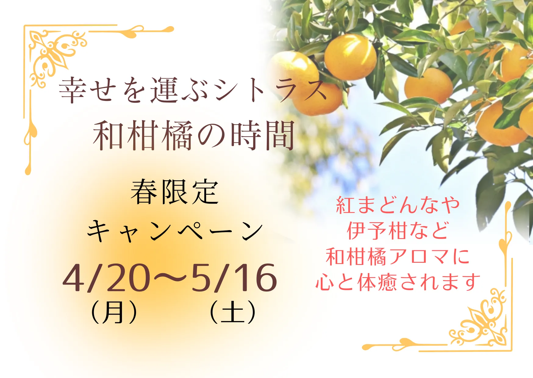 幸せを運ぶシトラス・和柑橘の時間